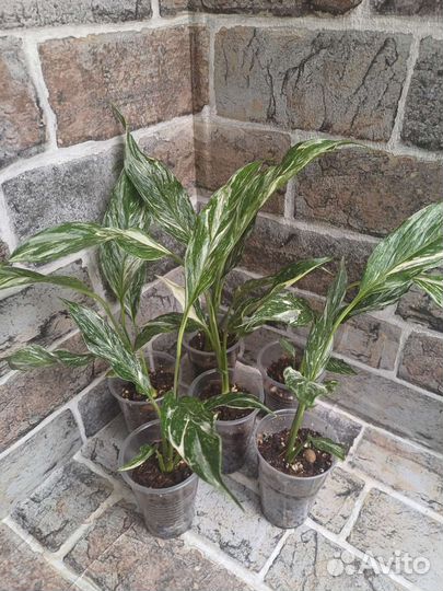 Спатифиллум diamante