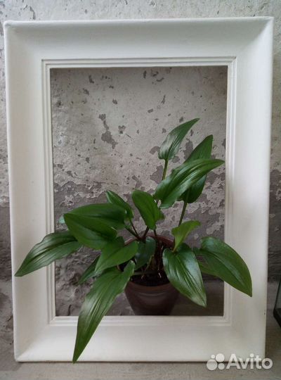 Монстера, Фикус, Сингониум, Дримиопсис, драцена