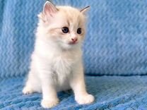 Рэгдолл - голубоглазые котята