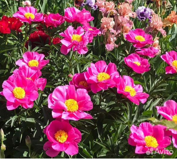 Розовые пионы 9 сортов