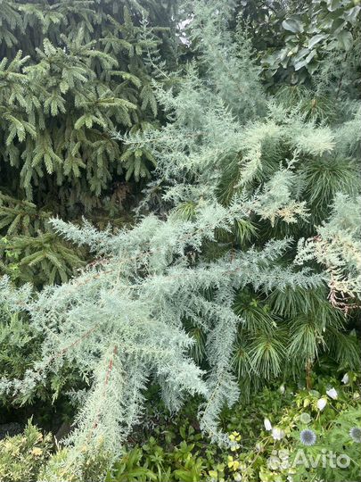 Мирикария лисохвостная саженцы