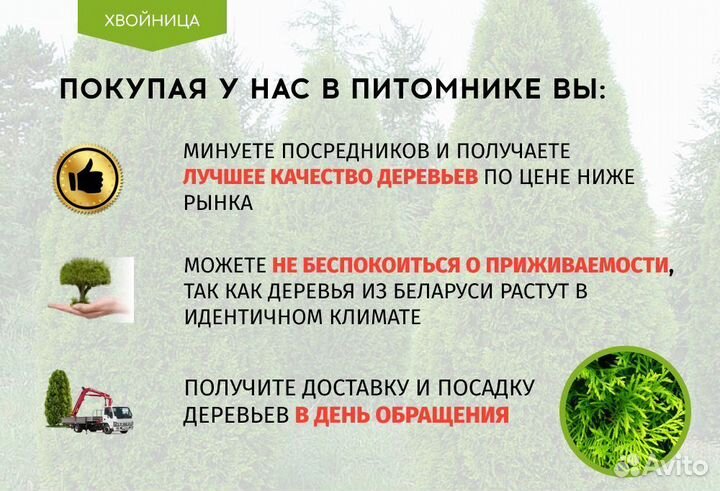 Туя Смарагд 2-2.2 м