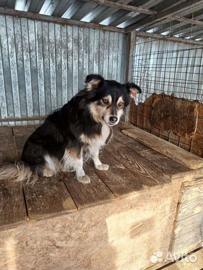 Собака в добрые руки отдам бесплатно