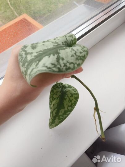 Сциндапсус пиктус экзотика