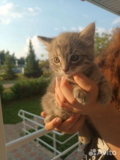 Кошка и котята в добрые руки