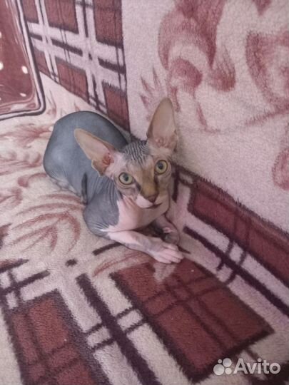 Кот сфинкс