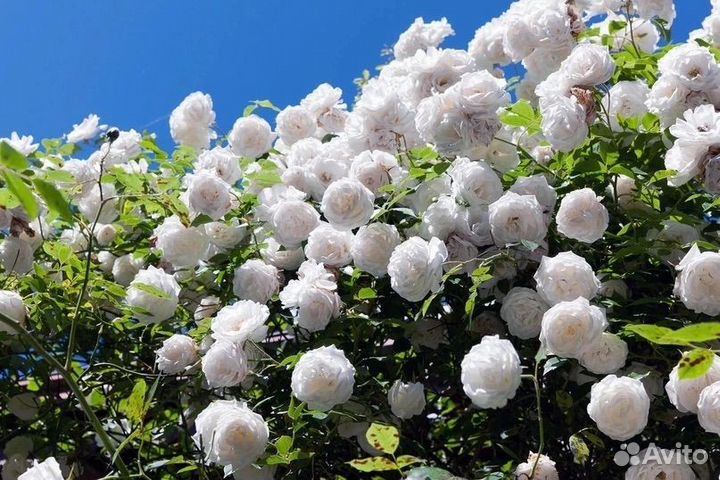 Саженцы роз самых лучших сортов