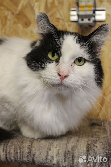 Тимон кот из приюта