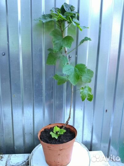 Саженцы розовой смородины