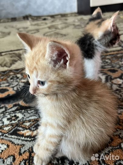 Котята в добрые руки даром