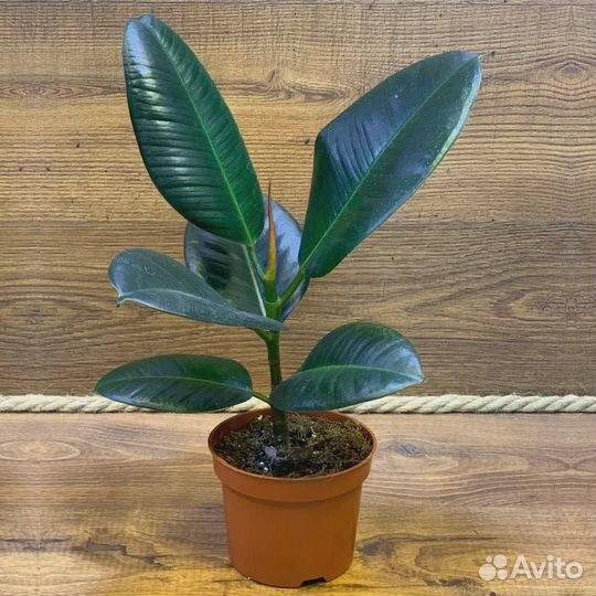 Фикус Робуста