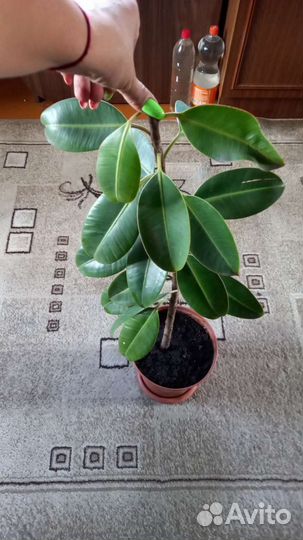 Калатея нетворк мазаика