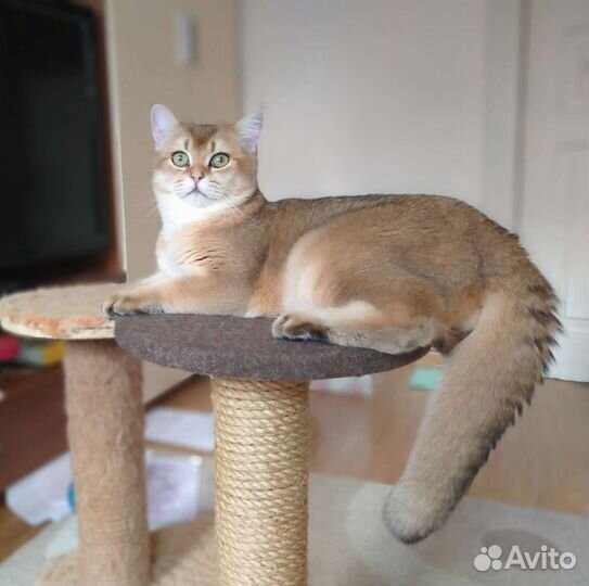 Британский кот золотая шиншилла вязка