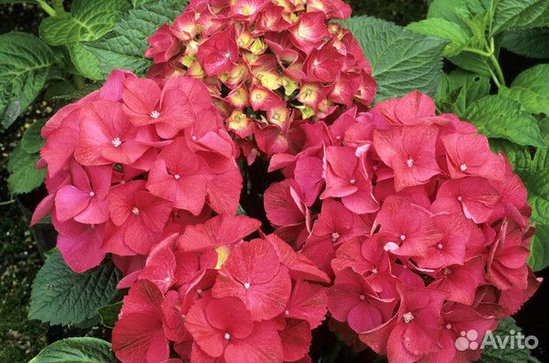 Гортензия крупнолистная садовая 3-летки