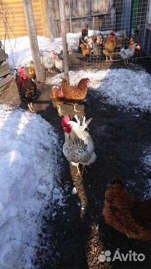 Молодые петушки