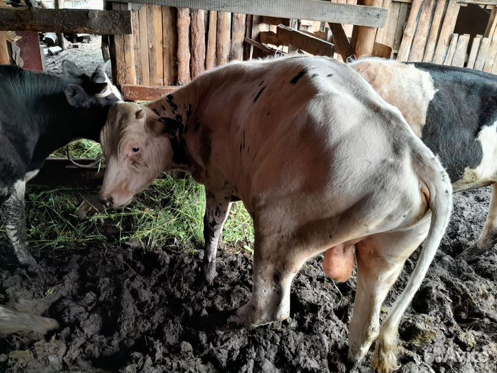 Продам быков 3 шт