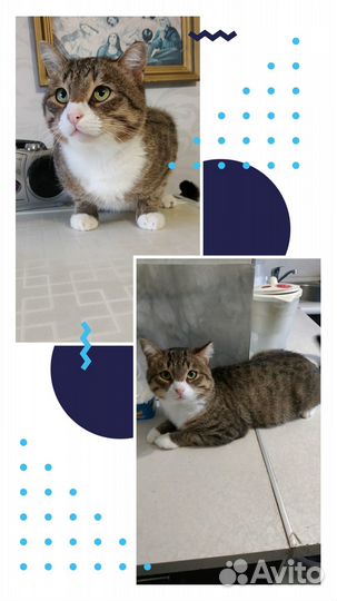 Отдам в добрые руки