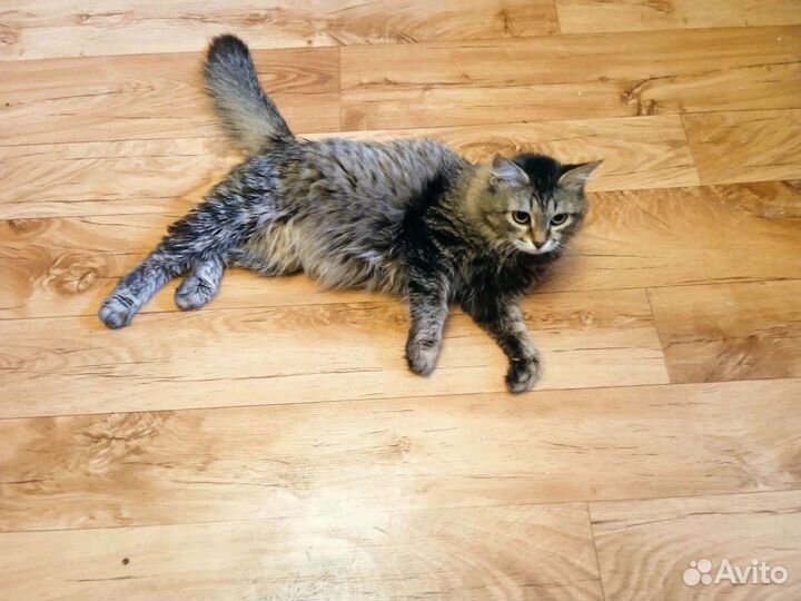 Кошечка в добрые руки