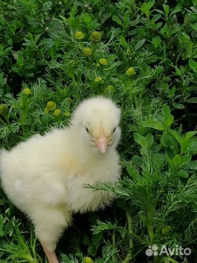 Цыплята бройлеры кобб 500