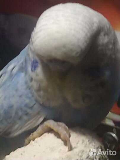 Волнистый попугай. Выставочный.Птенчики есть