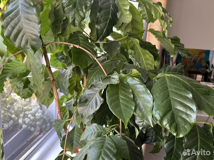 Кофе растение