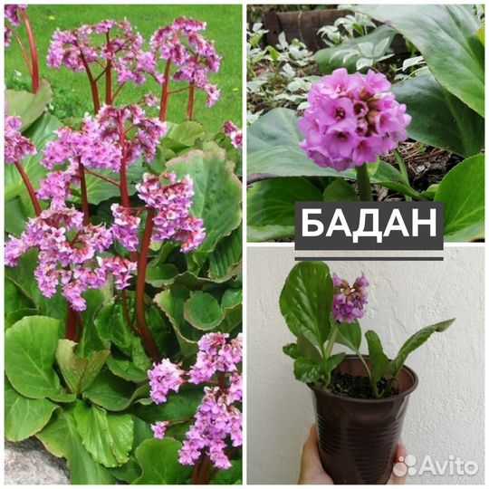 Бадан, астра кустарниковая, лихнис, аконит и др