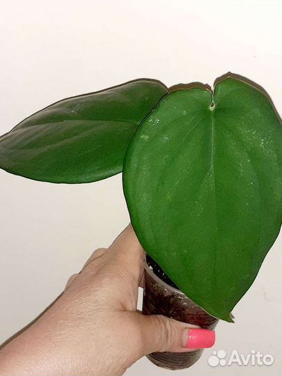 Сингониумы сортовые ч.2