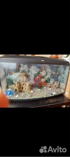 Аквариум