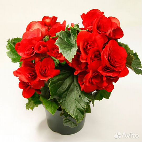 Комнатные цветы бегония