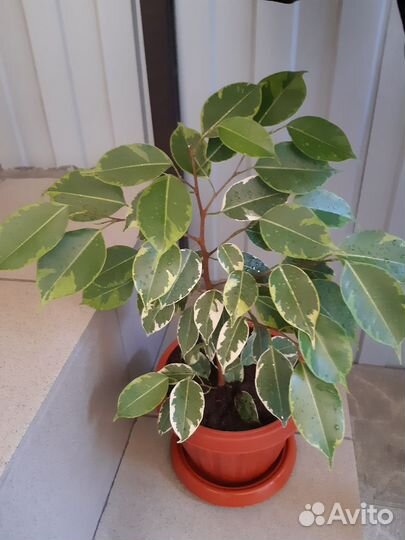Фикус Бенджамина