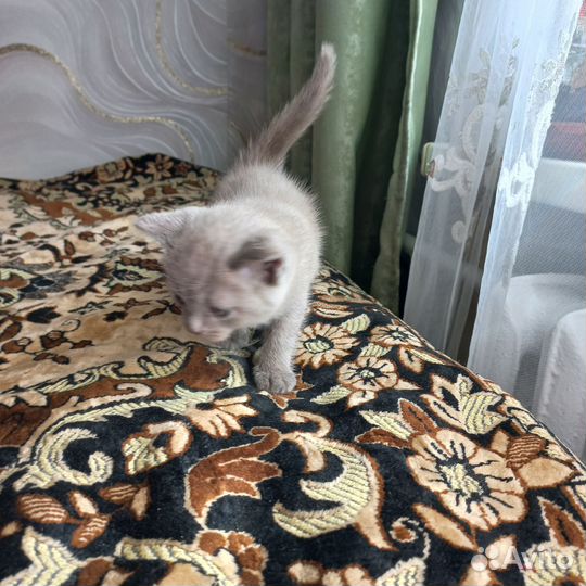 Британские котята