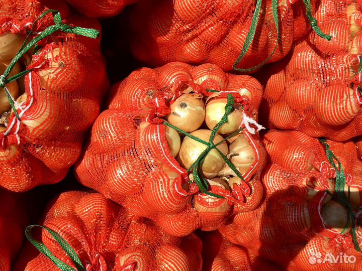 Лук репчатый Манас