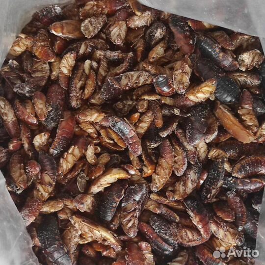 Мотыль замороженный