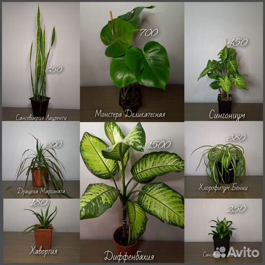 Комнатные цветы/растения