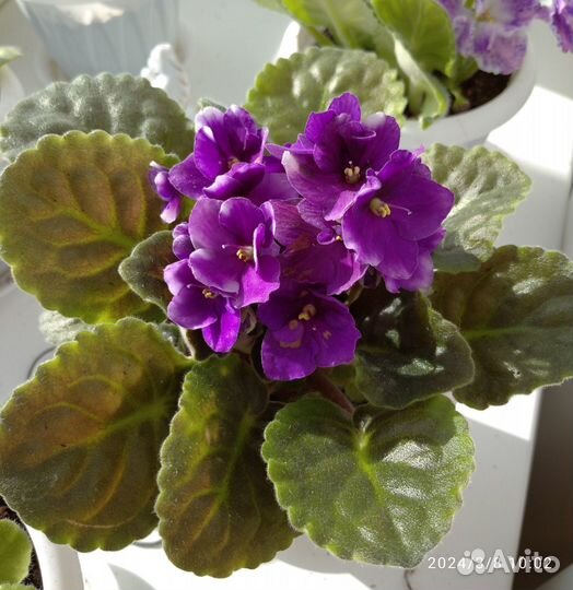 Сортовые фиалки:6 сортов (листы на срез)