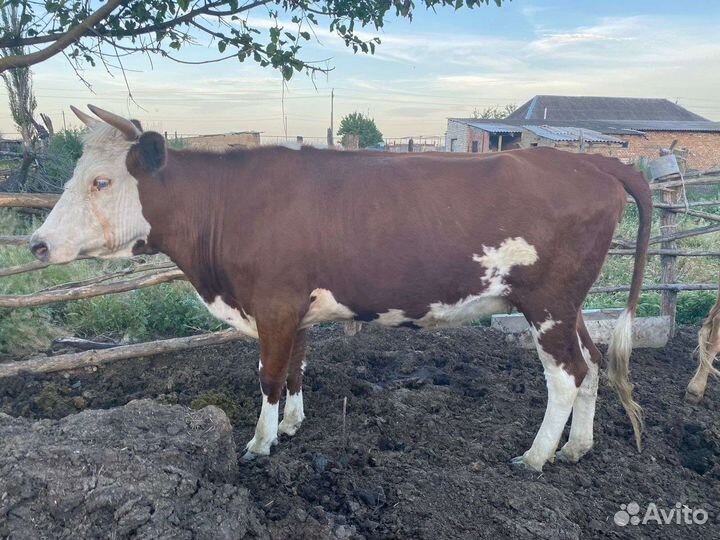 Крупно рогатый скот