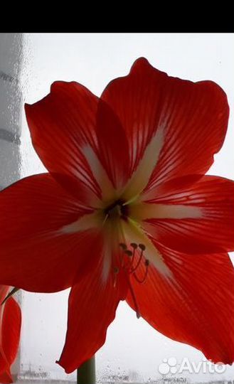 Гиппиаструм