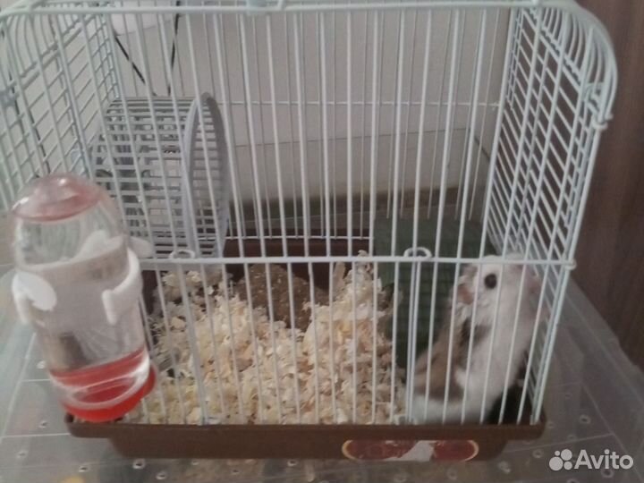 Джунгарский хомяк с клеткой