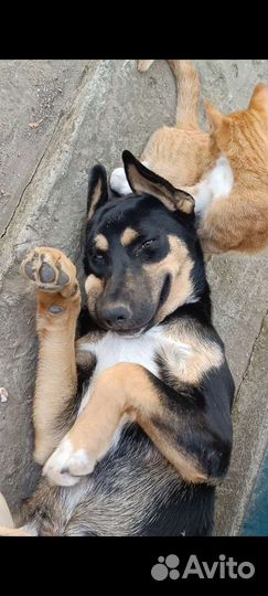 Щенок мальчик