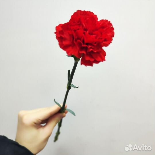 Красные гвоздики