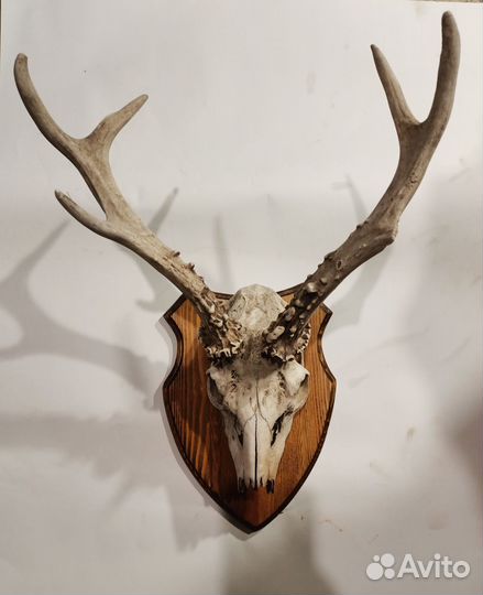 Медальон под рога