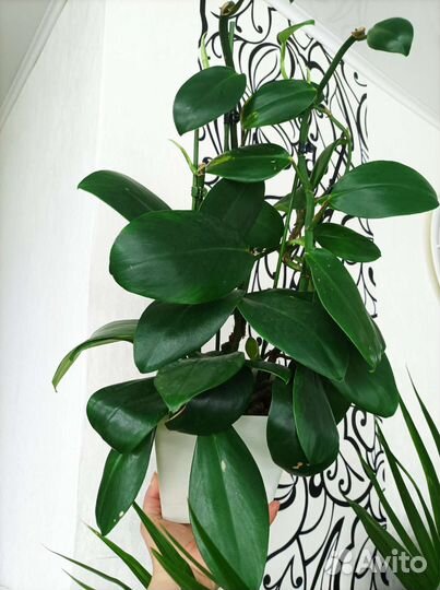 Рафидофора гонконгская