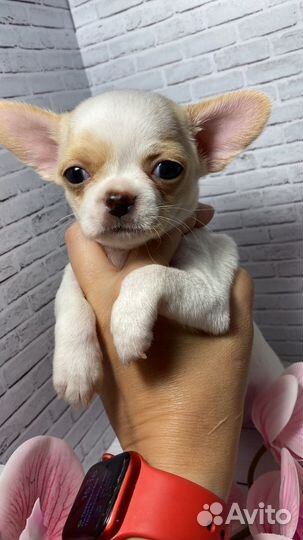 Чихуахуа мини мальчик