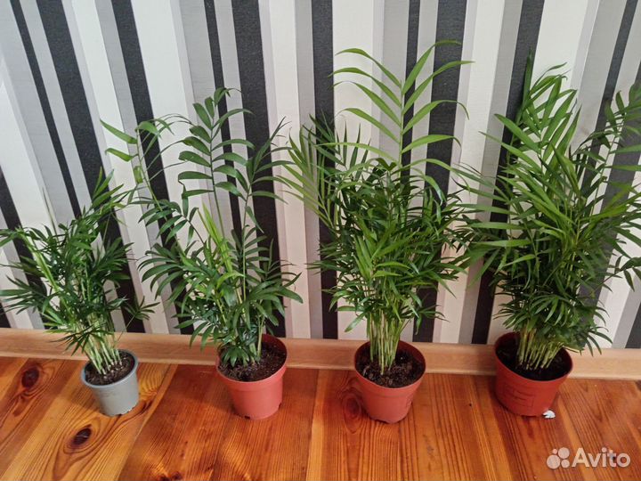 Хамедорея Комнатные цветы растения