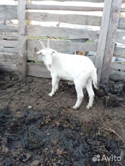 Зааненская коза дойная