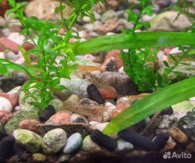 Аквариумные креветки