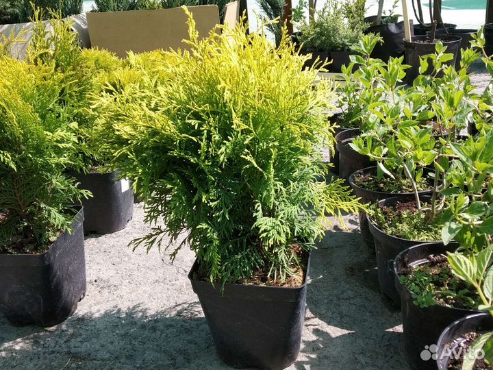 Саженец туи Голден Глоб