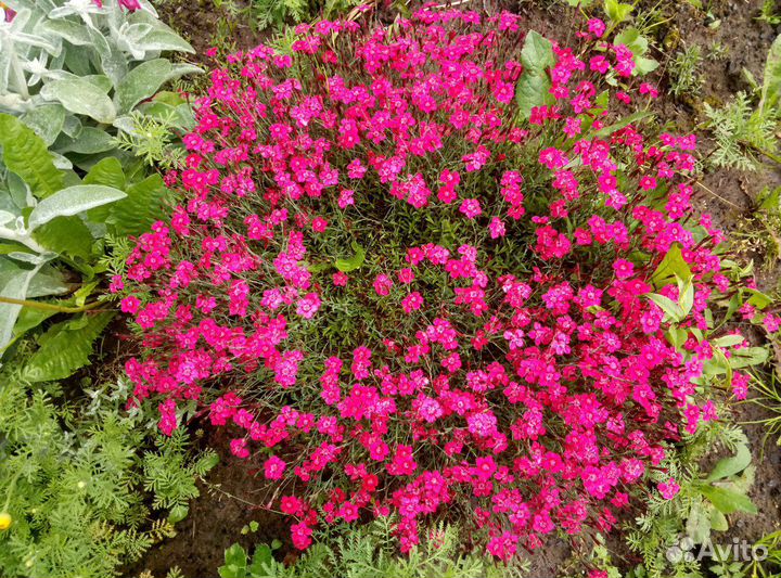 Многолетники для сада