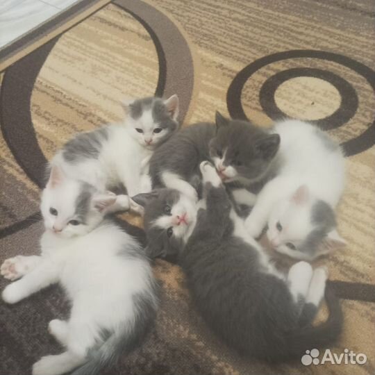 Котята в заботливые руки