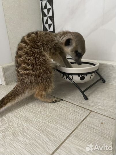 Зоогостиница Передержка собак